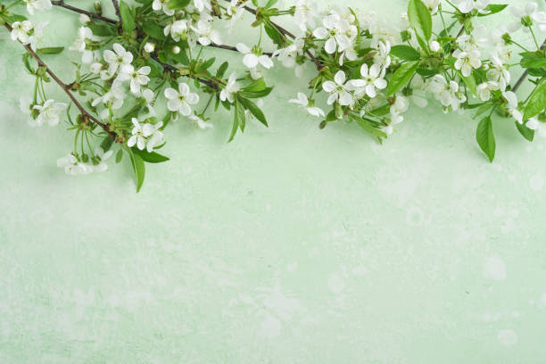 istock Spring Easter background. Passover blooming white apple or cherry blossom on green background. Happy Passover background. World environment day. Easter, Birthday, womens day holiday. Top view Mock up. 2062891110