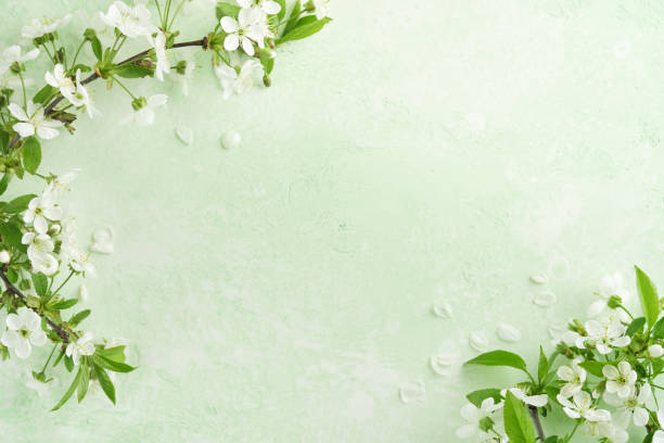 istock Spring Easter background. Passover blooming white apple or cherry blossom on green background. Happy Passover background. World environment day. Easter, Birthday, womens day holiday. Top view Mock up. 2062891134