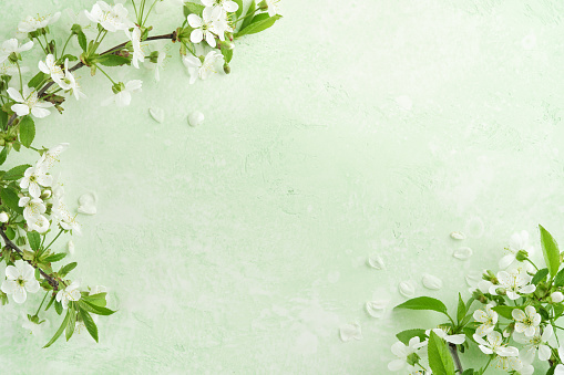 Spring Easter background. Passover blooming white apple or cherry blossom on green background. Happy Passover background. World environment day. Easter, Birthday, womens day holiday. Top view Mock up.