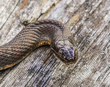 A closeup of a northern water snake on a wooden background.