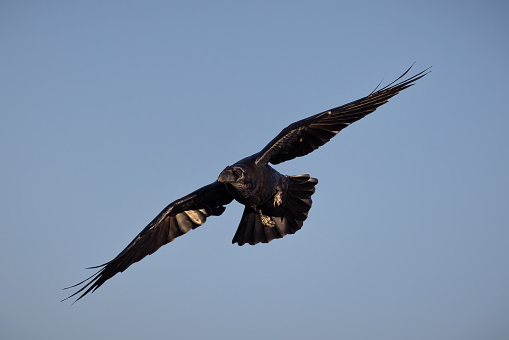 A flying Common Raven (Corvus corax) against a blue sky