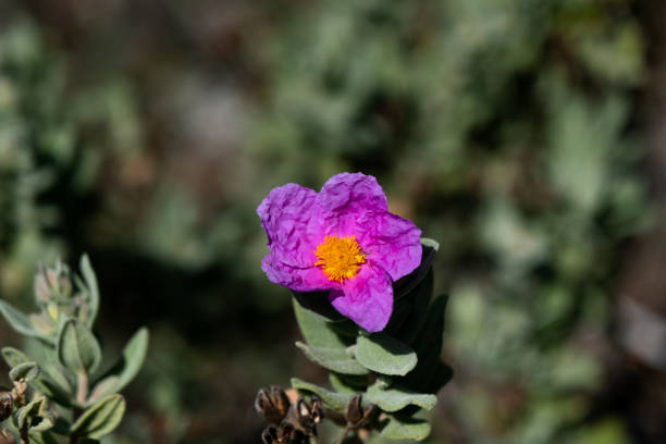 A purple flower on a green plant branch basking in sunlight