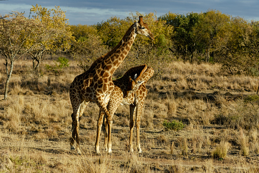 Two African Giraffe performing a ballet dance in the South African bush. The open bushveld is the ideal venue. Fascinating.