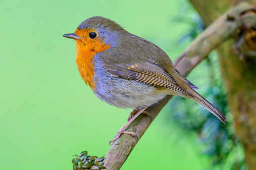 Robin redbreast (Erithacus rubecula) bird a British European garden songbird with a red or orange breast often found on Christmas cards, stock photo image