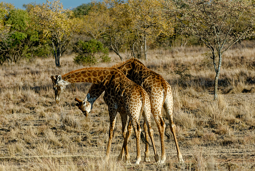 Two African Giraffe performing a ballet dance in the South African bush. The open bushveld is the ideal venue. Fascinating.