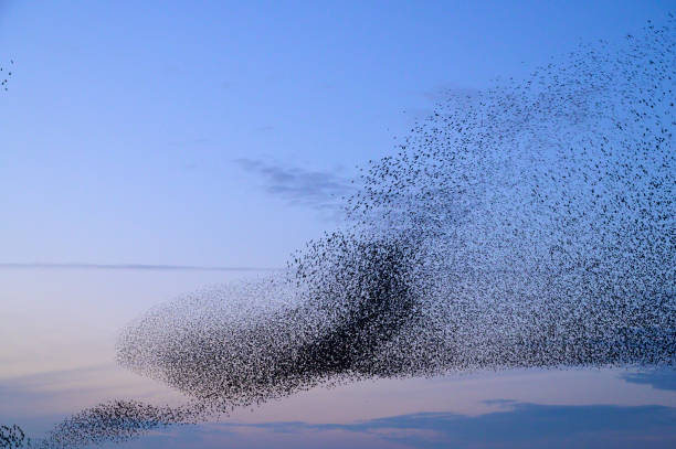 istock Starling murmuration during sunset at the end of the day 2062906435