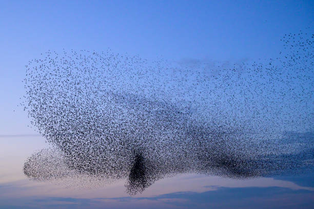 istock Starling murmuration during sunset at the end of the day 2062907987