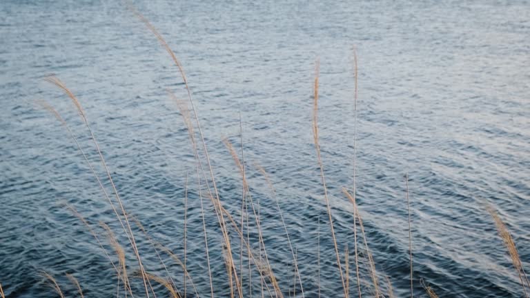 Winter grass that slowly blows in the wind Behind is a river that flows naturally. beautiful and calm during winter