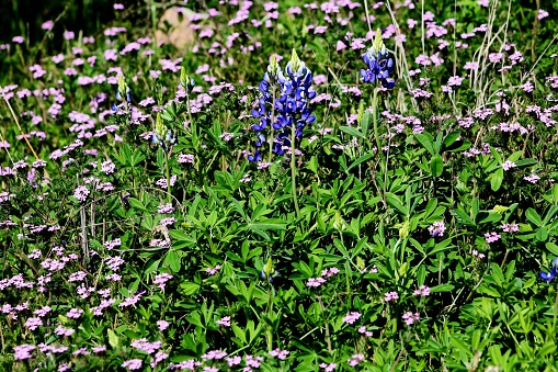 A green meadow with vibrant Texas bluebonnet and other flowers