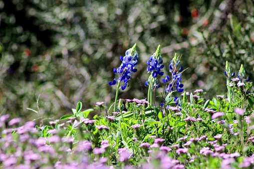 A green meadow with vibrant Texas bluebonnet and other flowers