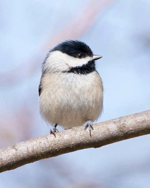 carolina chickadee bird perched on a tree branch - photography carolina chickadee bird animals in the wild imagens e fotografias de stock