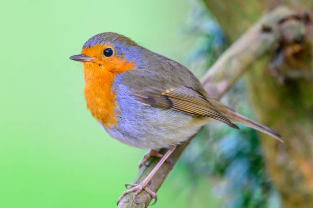 Robin in autumn