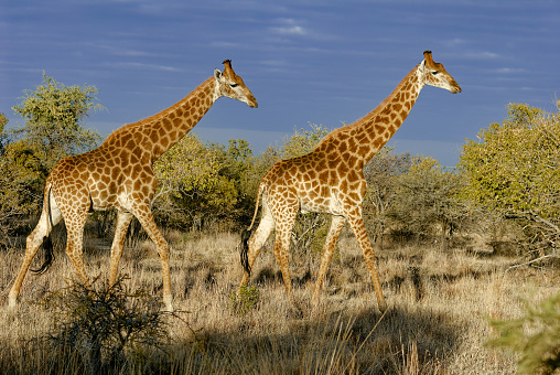 Two African Giraffe performing a ballet dance in the South African bush. The open bushveld is the ideal venue. Fascinating.