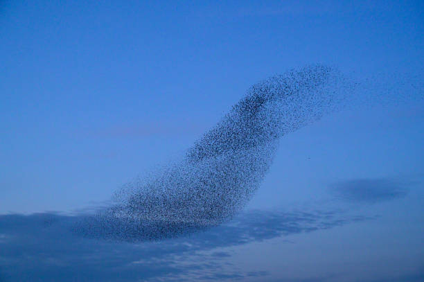 istock Starling murmuration during sunset at the end of the day 2062911757