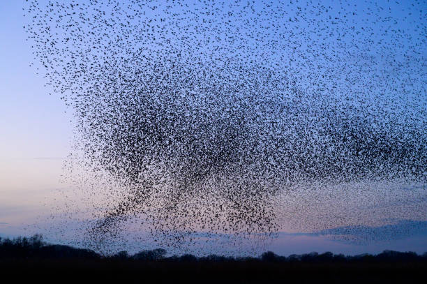 istock Starling murmuration during sunset at the end of the day 2062912814