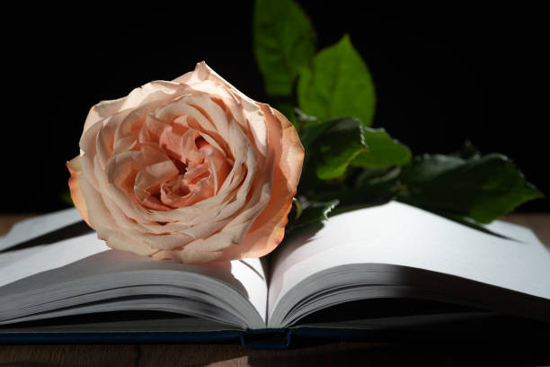 istock A delicate peach rose rests on open book pages against a dark backdrop. 2062914442