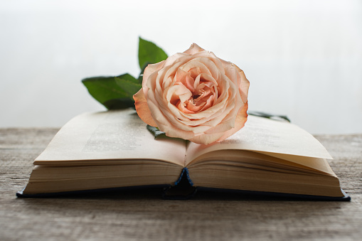A peach rose rests on an open book, set against a muted backdrop.