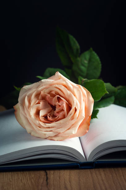 A delicate peach rose rests on open book pages against a dark backdrop.