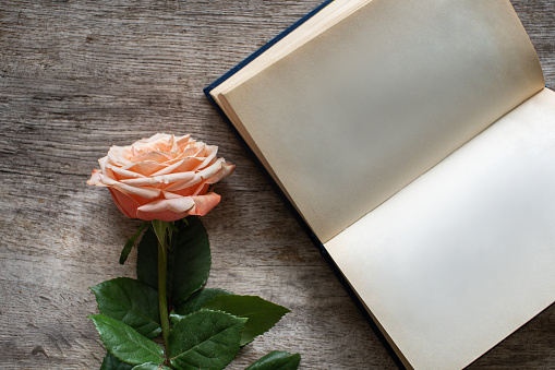 A delicate peach rose rests beside an open book on a wooden surface