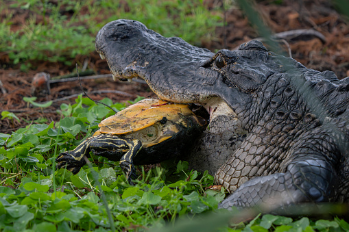 An alligator eating a turtle