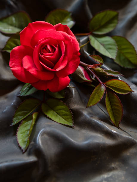 istock Red rose (rosa gallica) with water drops located on a dark coarse cloth 2062933555