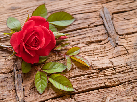 A red rose (rosa gallica) with leaves is an old wooden board