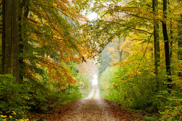 istock Forest in fog with autumn beech leaves (Fagus sylvatica) and forest road 2062933583