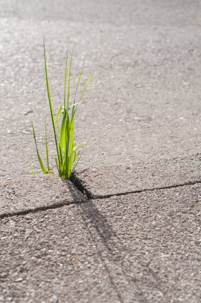 istock Grass growing between concrete and tar. Nature conquered its place, Germany 2062933587