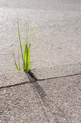 The Grass growing between concrete and tar. Nature conquered its place, Germany