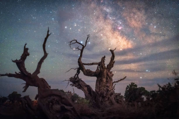 istock Populus euphratica forest under the starry sky in Xinjiang at night 2062934153