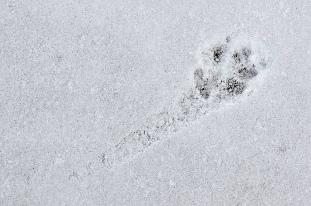 istock a dog print in the snow on a path to nowhere 2062934728