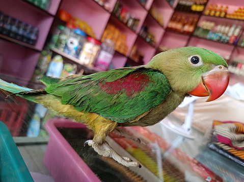 Parrot Sitting On Glass Table Looks Awesome In Blur Background.