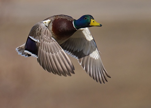 A male mallard duck flying in the sky