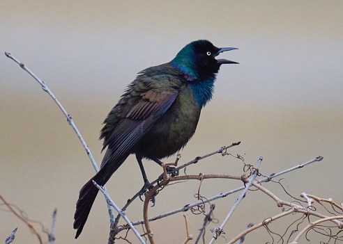 A grackle perched on a tree branch calling out