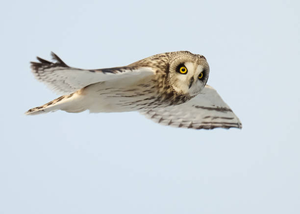 istock Short-eared owl soaring gracefully through the air 2062943717