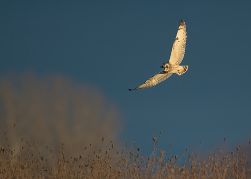 A short-eared owl gracefully turning mid-flight in golden hour light