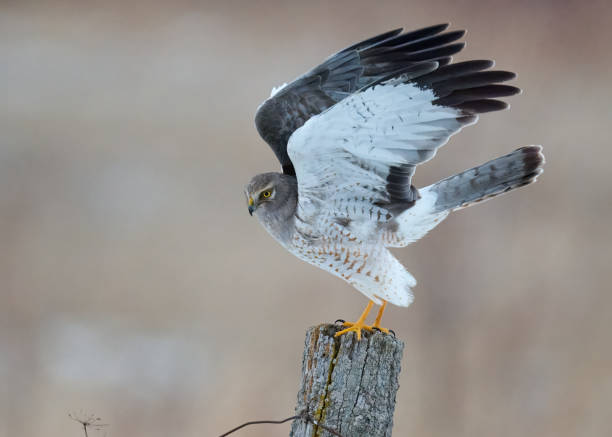 istock Northern Harrier perched on a post stretching its wings 2062943724