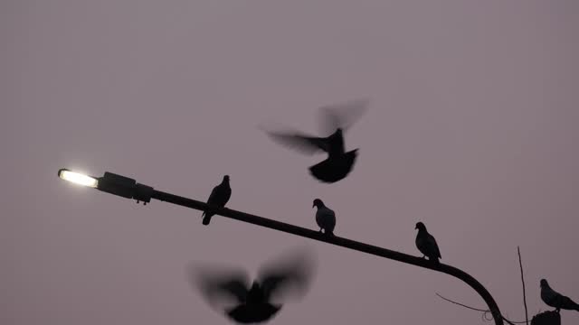 Birds perched on poles came and went early in the morning.