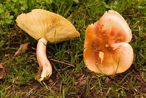A close-up of mushrooms on grass
