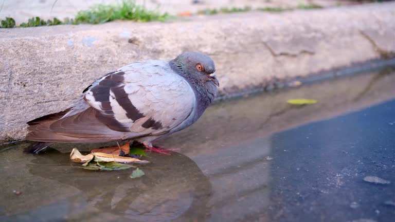 A large pigeon stood on the surface of the water next to the road.