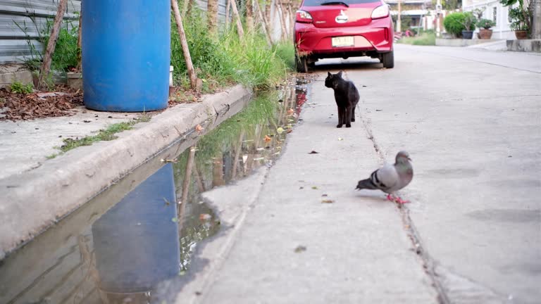 A large pigeon stood on the surface of the water next to the road.