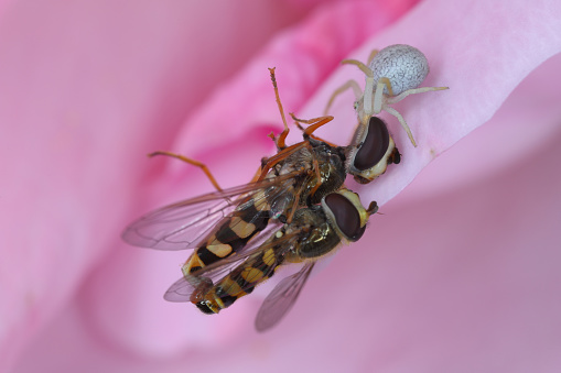 Two flies (Hover fly, Syrphidae) during copulation. A female being eaten by a spider on a rose flower.