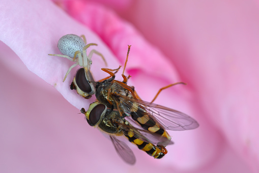 Two flies (Hover fly, Syrphidae) during copulation. A female being eaten by a spider on a rose flower.
