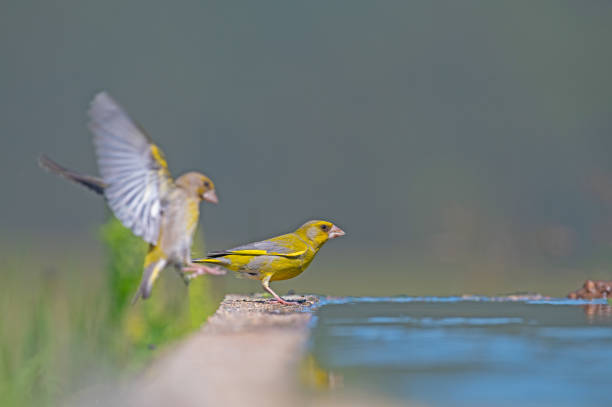 ptaki o żółtym umaszczeniu na brzegu wody. szczygieł europejski (chloris chloris). - chloris zdjęcia i obrazy z banku zdjęć