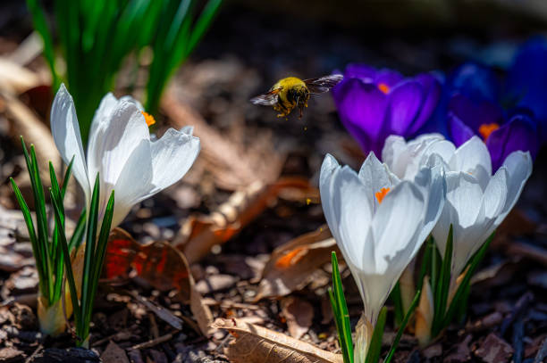 A close-up of a bee on Crocus albiflorus flowers