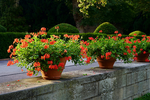 Ornamental plants in the city. Red geraniums in flowerpots on the streets of Prague. Beautiful red geraniums blooming in sunset light. Famous balcony pots with geraniums