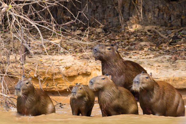 istock Beavers near lake shore 2062948713