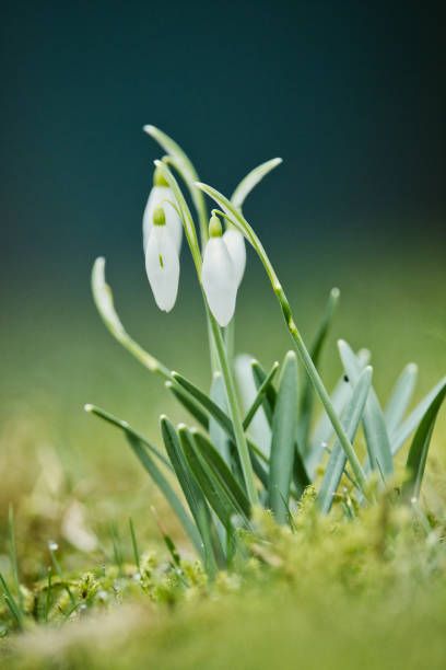 The snowdrop flowers on a mossy field