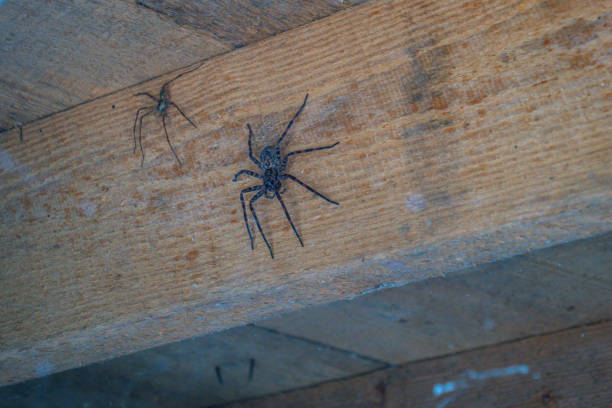 istock Giant intimidating spiders beneath an Arkansas home, USA 2062952505