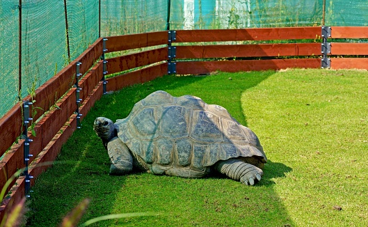 Large land turtle. On a green meadow there is a giant land turtle. Wrinkled legs, a long neck, folds of skin are hidden in a huge shell.